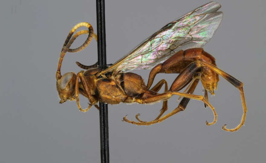 Cratichneumon elongatus (female)