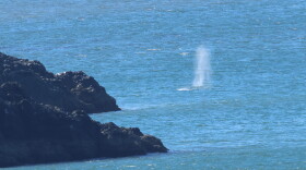 a spray from a whale's blowhole is seen near some rocks in the ocean