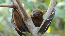 Some bat mothers make different sounds to their young than other bats. (Wikimedia Commons)