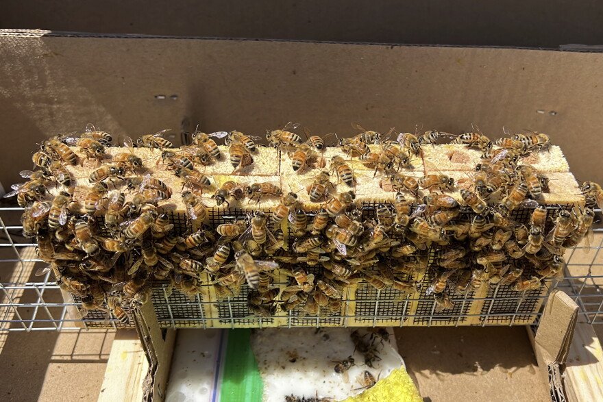 Honey bees gather in a bee box.