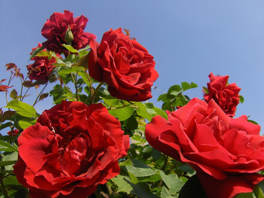 Most flowers are imported into the U.S.