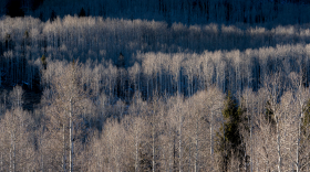 Photo of a forest where the trees are all mostly bare of leaves.