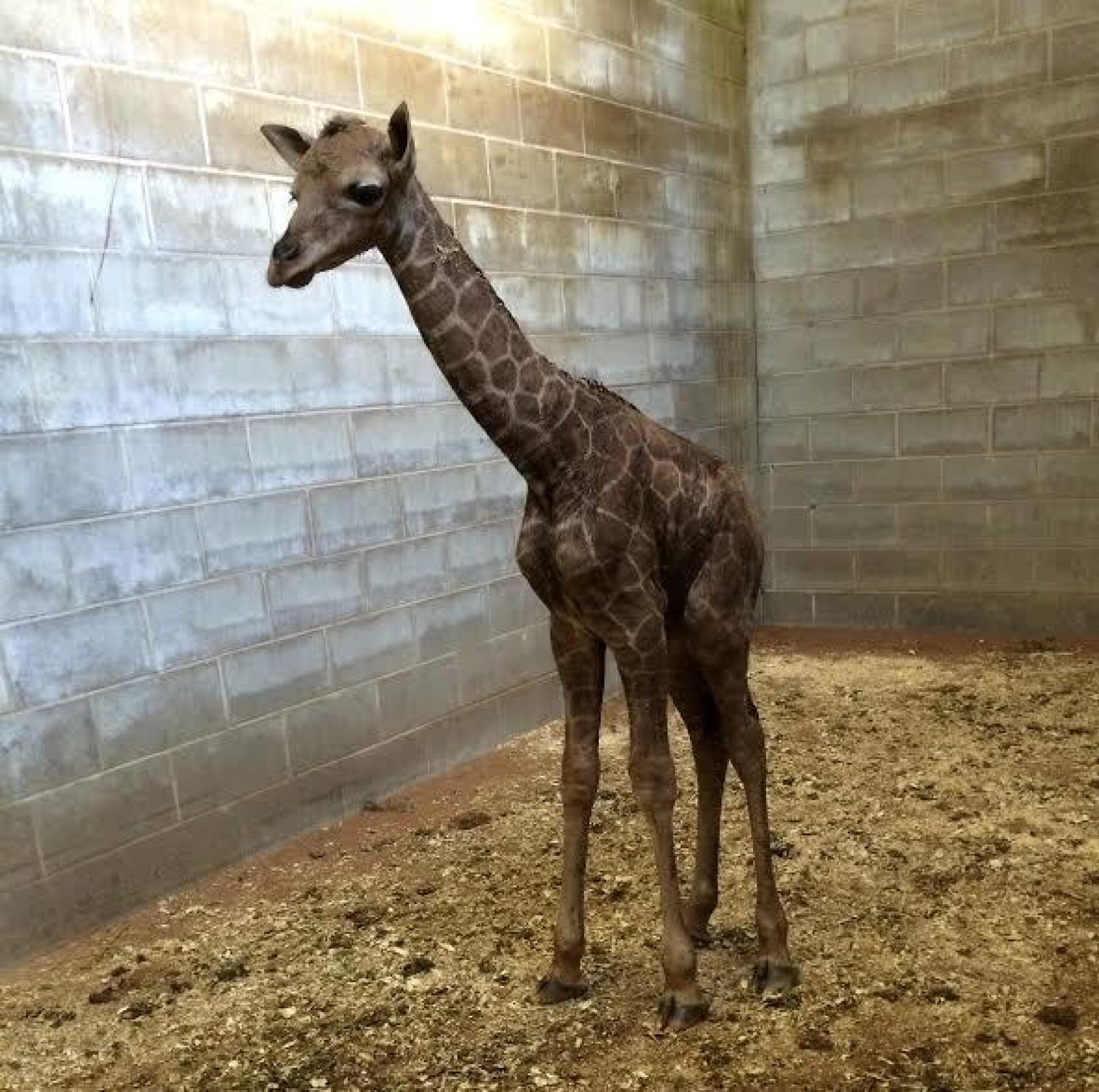 Niabi Zoo Donates Quarters for Conservation | WVIK