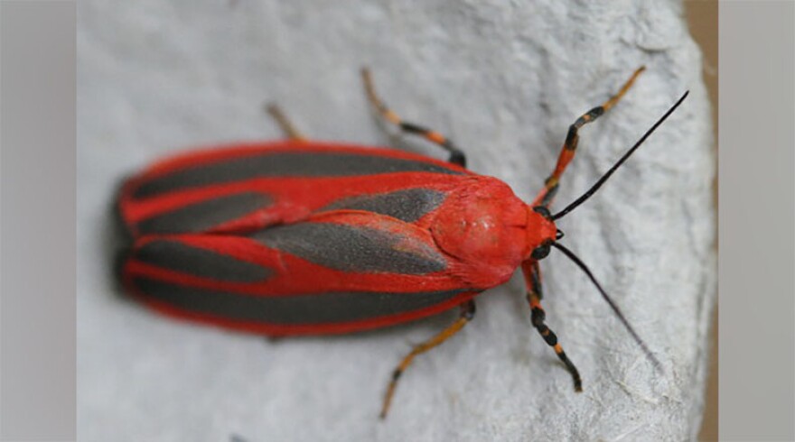A Scarlet-Winged Lichen moth.
