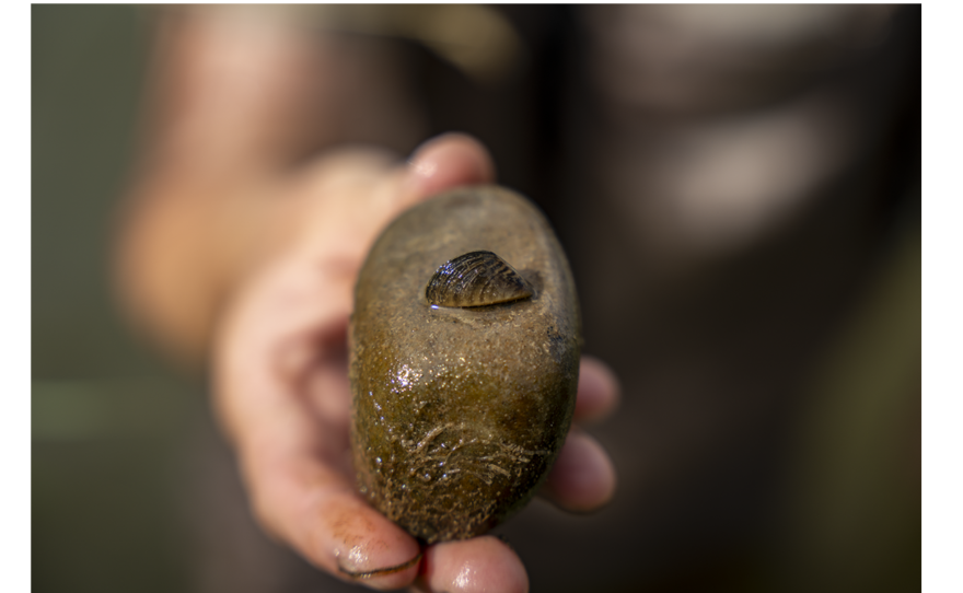 Adult Zebra Mussels were found near Grand Junction in September.