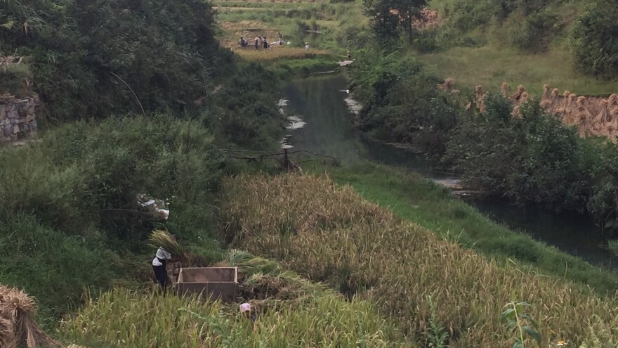 In Changba village in eastern Guizhou province, villagers thresh the autumn harvest of rice. They soon will be moved away to the city to live in public housing.
