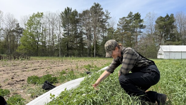 Rachel Greenberg kneels by some strawberry plants at the Great Lakes Incubator Farm. She wants to be a farmer someday and said the training program will prepare her for that future. (Photo: Vivian La/IPR News)