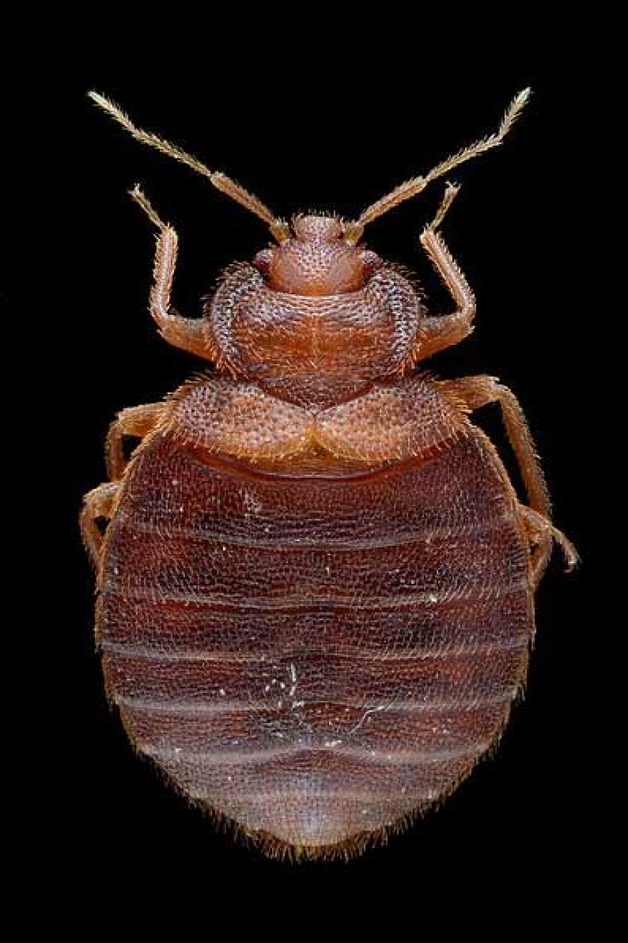 Bed Bug