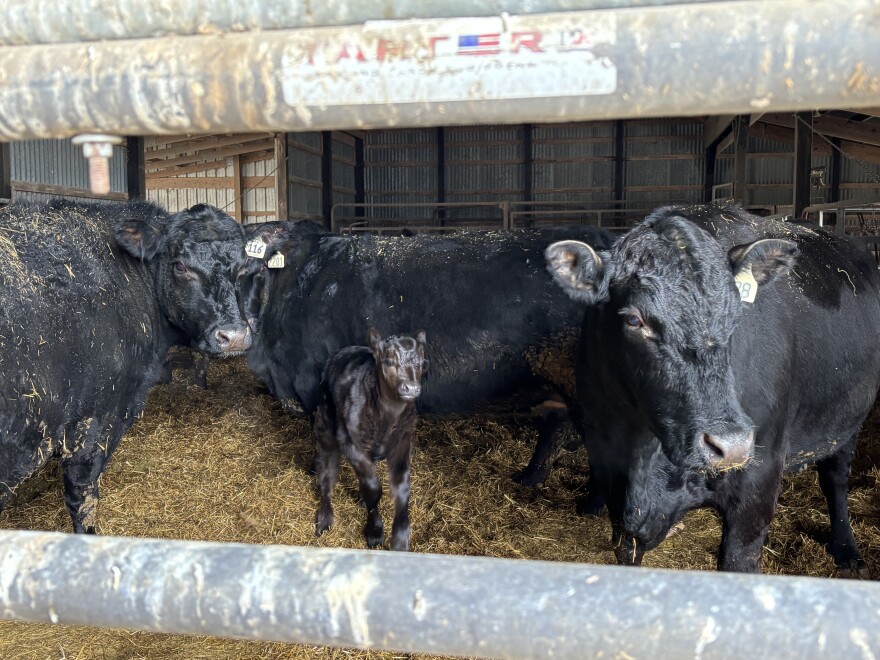 A group of cows on Kim Polen's fifth-generation farm in New Russia Township. Polen's property sits around the corner from the "mega site" development.