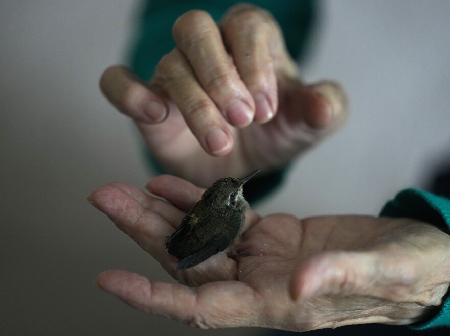 Catia Lattouf evaluates a baby hummingbird that was rescued after falling from its nest and brought to her apartment, now a makeshift clinic, in Mexico City, Monday, Aug. 7, 2023.