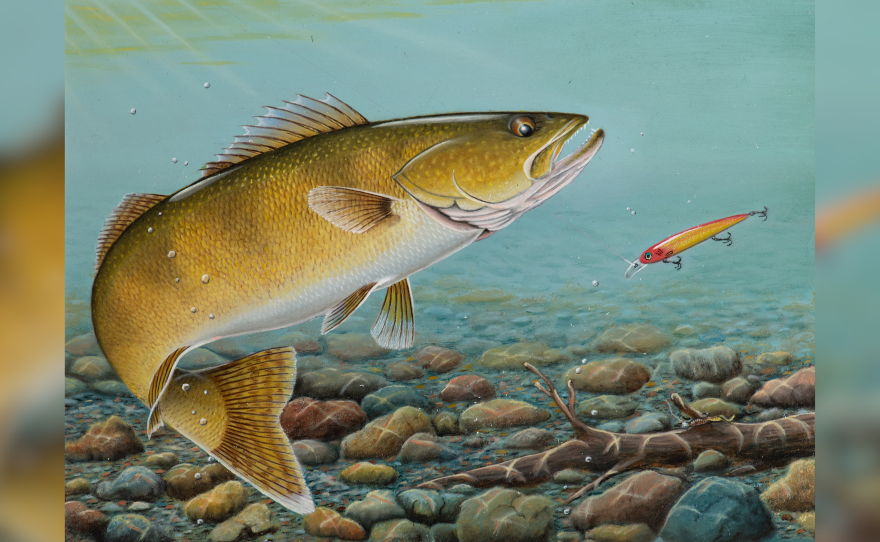 A painting of a walleye in the water looking at a fishing lure.