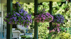 Summer is the time for front porch stories with a folksy character.