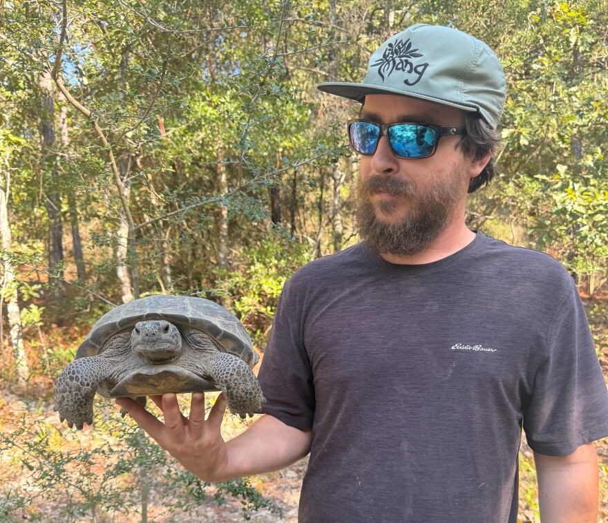 David Harrington, an assistant to FWC Authorized Gopher Tortoise Agent Anna Hackney, holds a gopher tortoise relocated from a disturbed site in Okaloosa County. The species is protected under Florida law, and tortoises must be permitted for relocation when development affects occupied burrows.