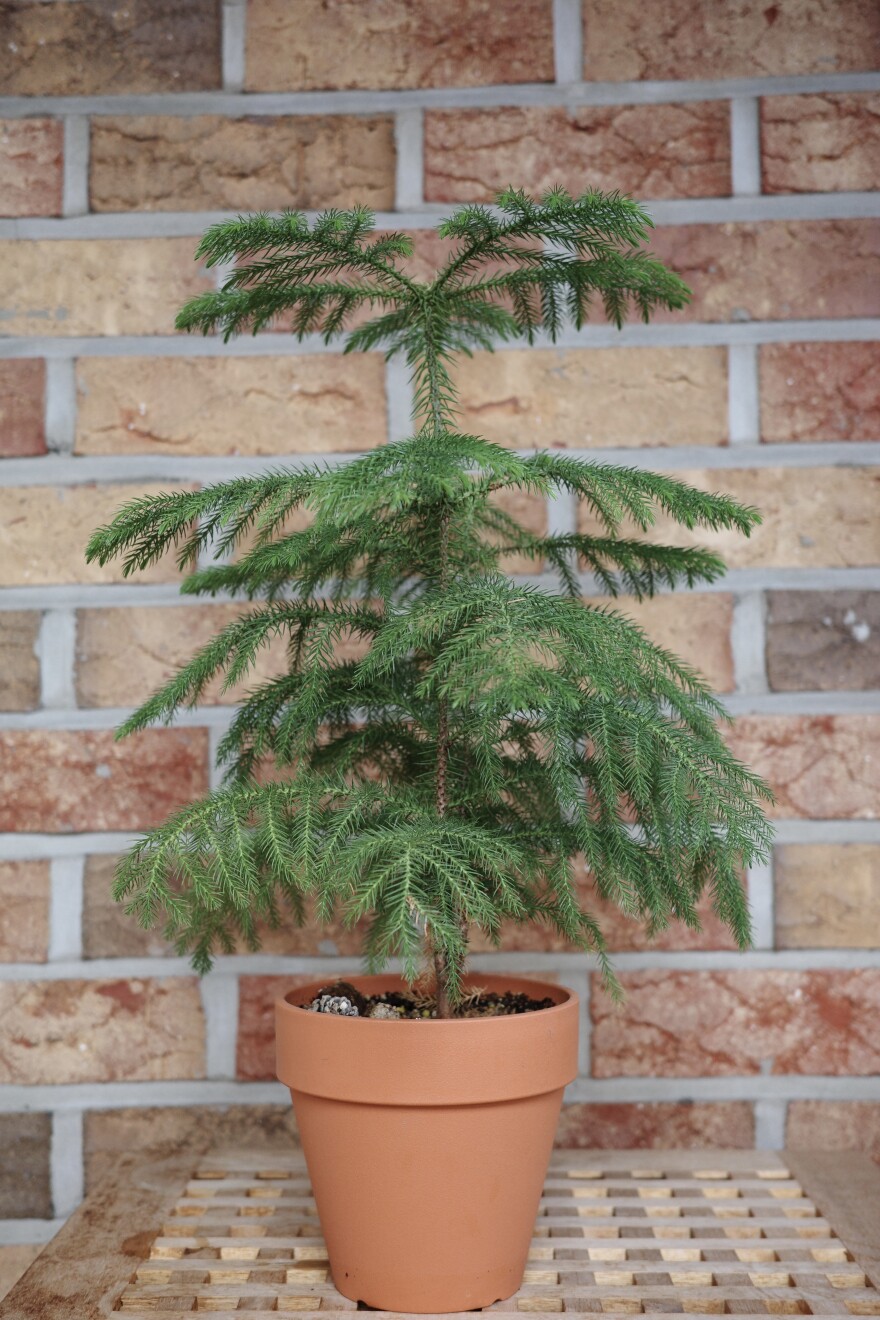 A small tree called araucaria or Norfolk Island Pine is in the brown terra cotta pot on a table top in front of a brick interior wall.