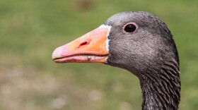 Bone analysis strongly suggests geese domestication occurred long before chickens.