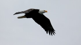 A bald eagle looks for its next meal along the Skagit River. Eagles converge there in great numbers every winter.