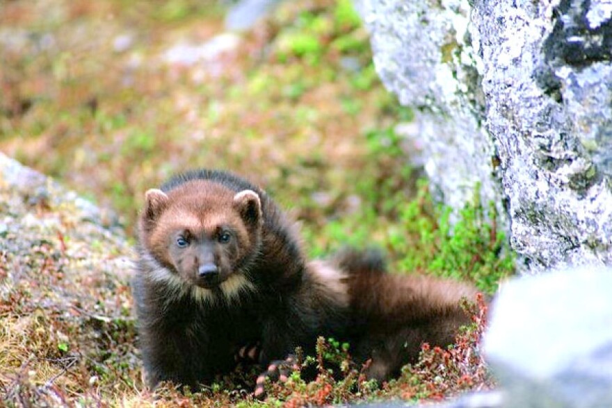 Conservationists estimate there are between 250 and 300 wolverines left in the lower 48 states in the U.S. (Courtesy of U.S. Fish and Wildlife Services)
