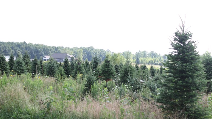 Olver purchased the property from her parents who had a Christmas tree farm. She said her family still sells Christmas trees as well.