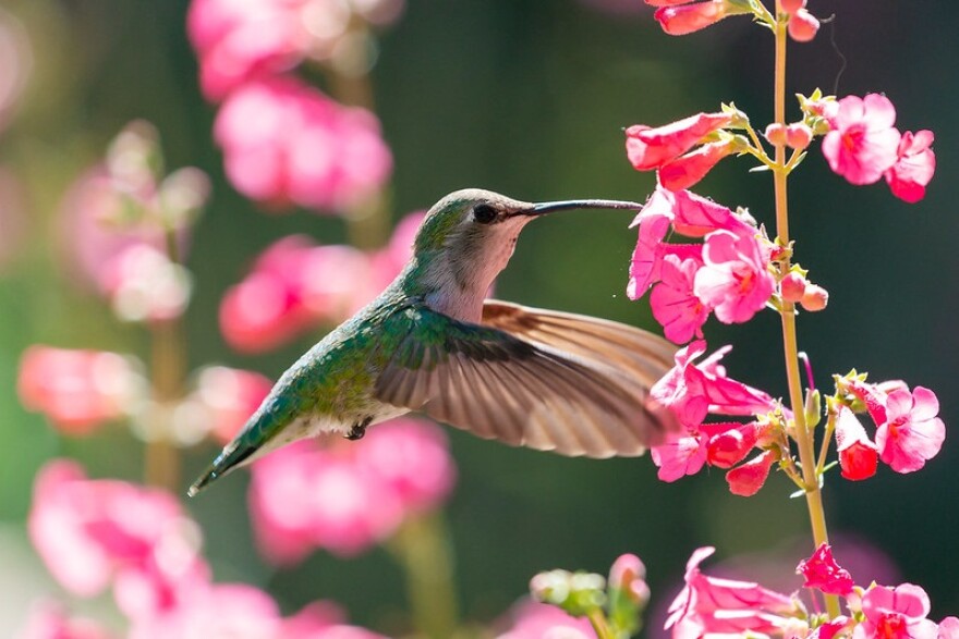 A hummingbird feeding at some flowers.