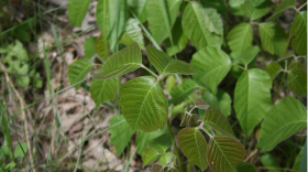 Poison ivy near Bottineau, ND