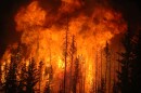 A wildfire burns in trees