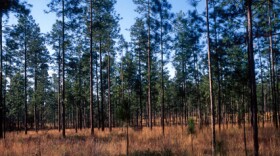 After a controlled burn new grasses take quick advantage of the cleared-out underbrush and grow quickly, and while flames blacken the bark of the trees the forest is healthier than before as fire not only contributes to the overall health of the forest but many seeds and creatures that inhabit the trees are dependent on the heat to reproduce