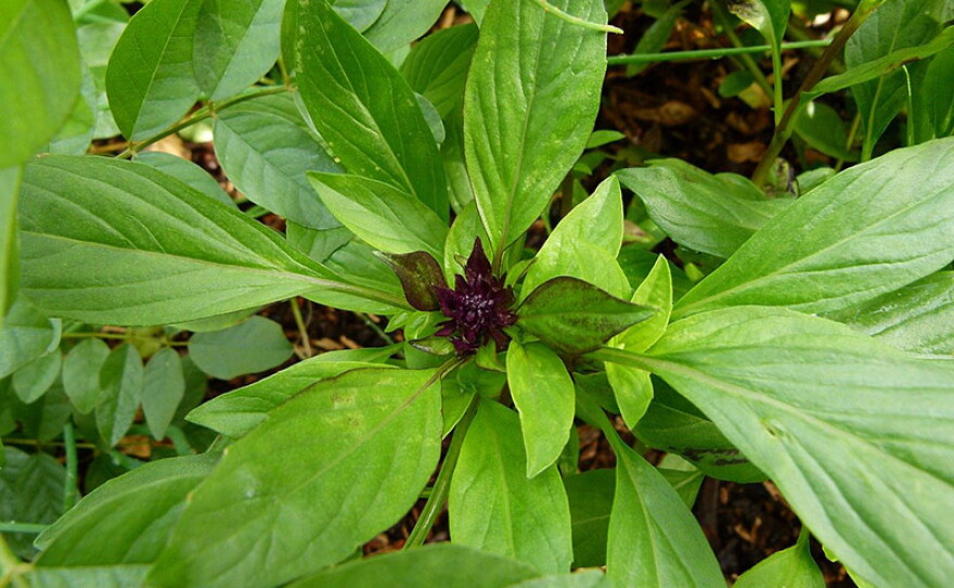 Thai basil has a spicy, anise flavor.