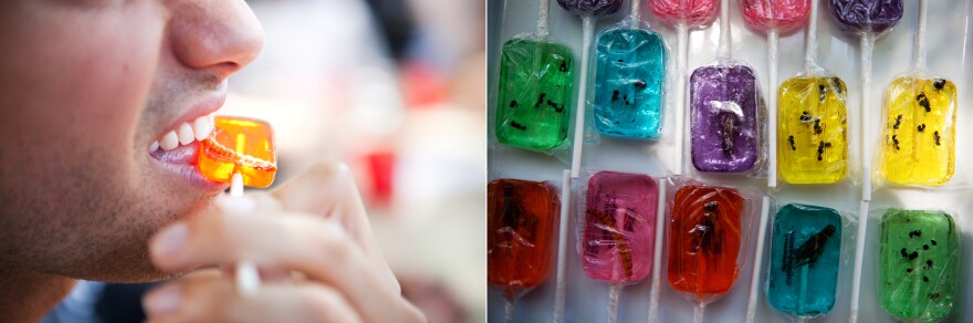 Matt Schnarr bites into a mealworm lollipop. The Pestaurant also had ant and cricket lollipops available to taste.