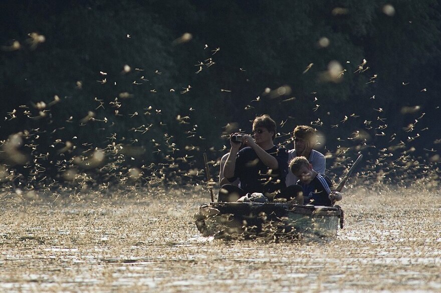 Three men on a fishing boat on the Tisza river are swarmed by thousands of mayflies. 