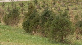 Twin H Tree Farms sells about 60 to 70 percent of each year's harvest.