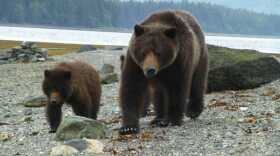 brown bears