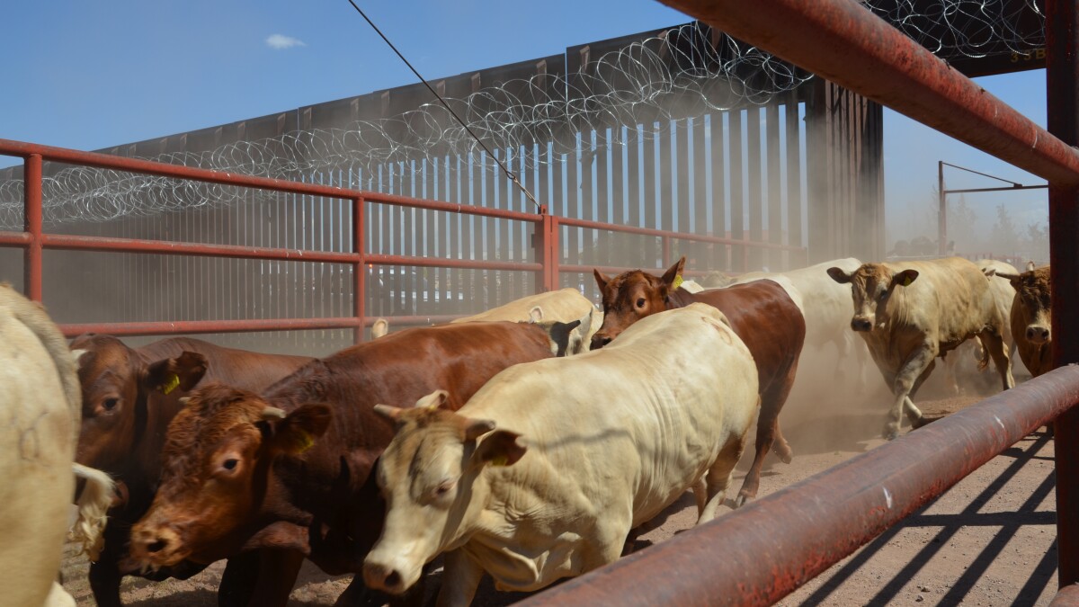Live cattle imports temporarily paused again after recent U.S.-Mexico border reopening