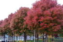 Trees with red leaves in the fall.