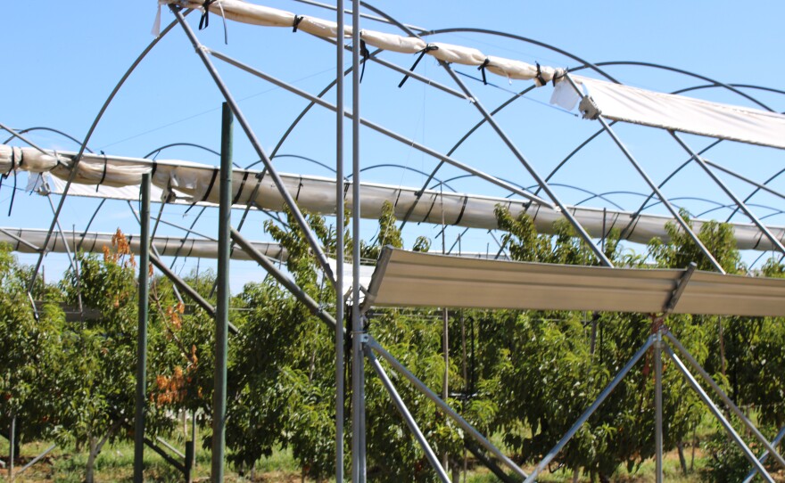 Studebaker Farms is willing to try new techniques to get the best possible peaches.