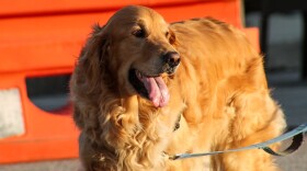 Dog breeders and brokers must meet canine care certification standards developed by Purdue University under legislation signed into law by the governor. Those rules do not apply to small operations.