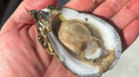 More oysters coming from Grand Isle, Louisiana are AOC oysters.