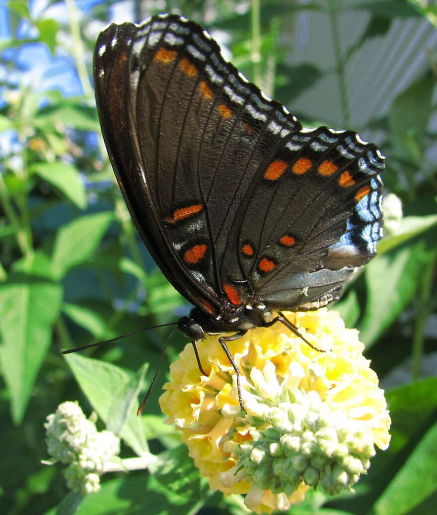 Red Spotted Purple butterfly.
