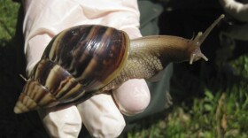 Giant African land snails, like this one found in Florida in 2011, eat almost any plant. Florida officials are determined to eradicate the invasive pest.