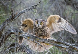 A female Long-eared Owl waves its wings and screams to attract the attention of potential predators and lead them away from the nest or young.