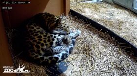 The first Amur leopard ever born at Cleveland Metroparks Zoo curls up with its mom