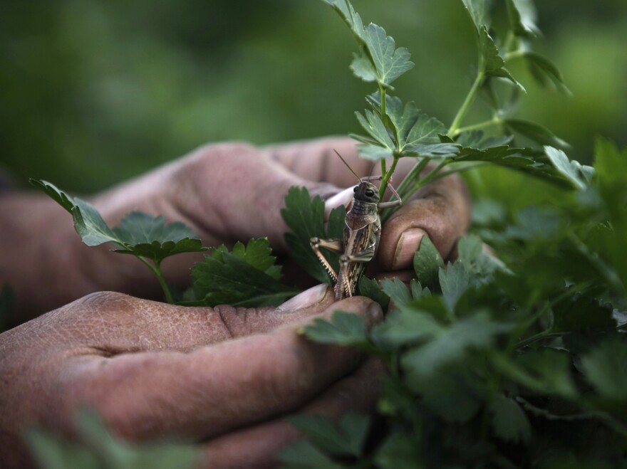 A Palestinian farmer collects a locust in Khan Younis, southern Gaza Strip, on Tuesday. A swarm of locusts crossed into Israel and the Hamas-ruled Gaza Strip from neighboring Egypt this week.