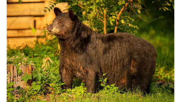 A now-abandoned state plan to euthanize Dolly the bear sparked calls for a comprehensive approach to local bear problems at Tuesday’s Asheville City Council meeting.