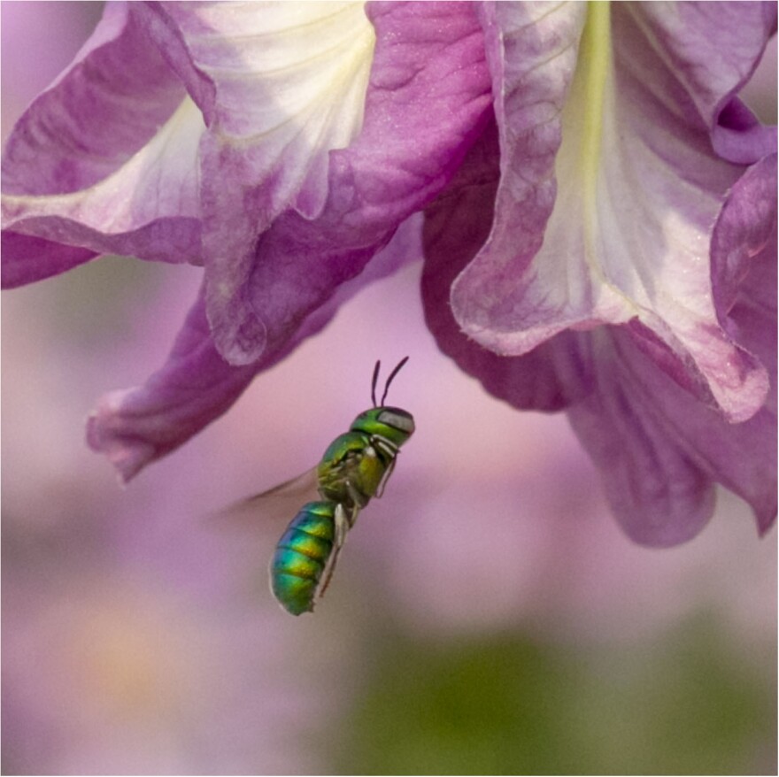 A macro focus shot of a green orchid bee flying towards a purple flower in the garden on a sunny day with blurred background