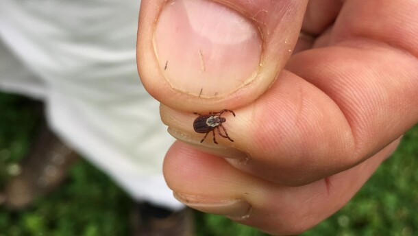 A person holds a tick between their thumb and forefinger.