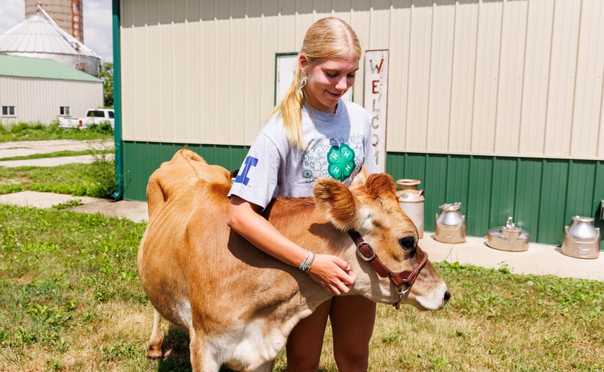 Evelyn scratching Bailey, a yearling [young] heifer calf who lives at the Ropp family farm in Normal.