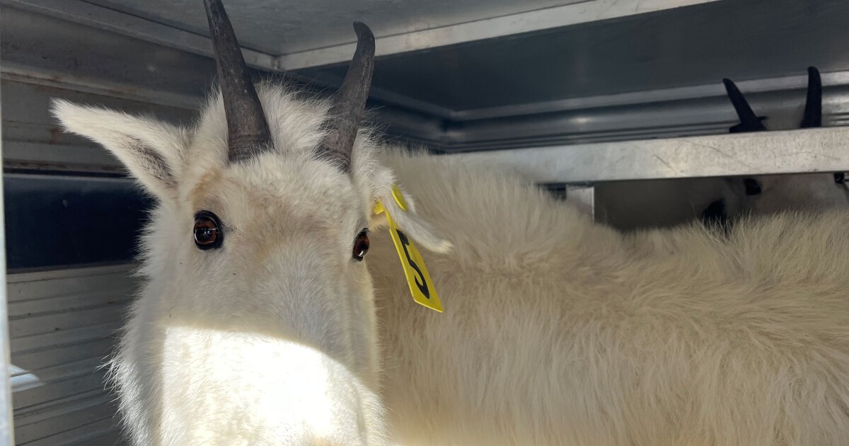 Ben Lomond mountain goat herd is living their best lives a year after transplant
