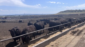 Cattle northeast of Billings in Shepherd.