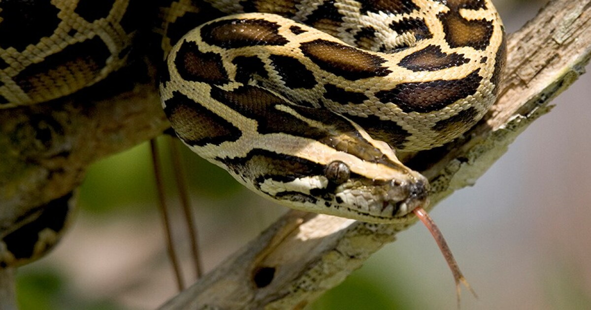 Burmese Python Hunt Total Reaches 5,000 In Everglades | WUSF