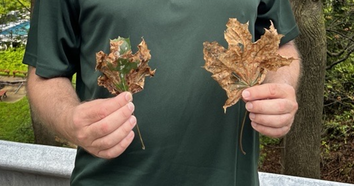 Norway maple leaves are falling early. Blame a fungal disease