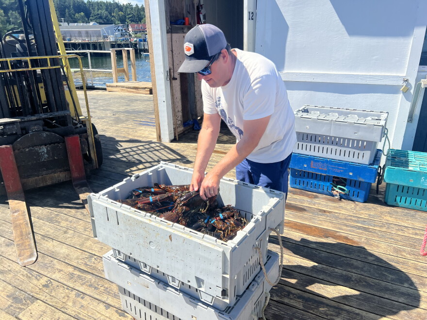 Curt Brown, owner of Bold Coast Seafood in Prospect Harbor, examines a crate of freshly-caught lobster.